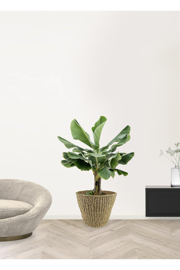 Bananenplant Musa Tropicana XL in Jip pot