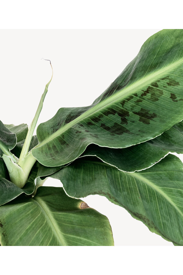 Bananenplant Musa Tropicana XL in Jip pot