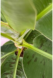 Bananenplant Musa Tropicana XL in Jip pot