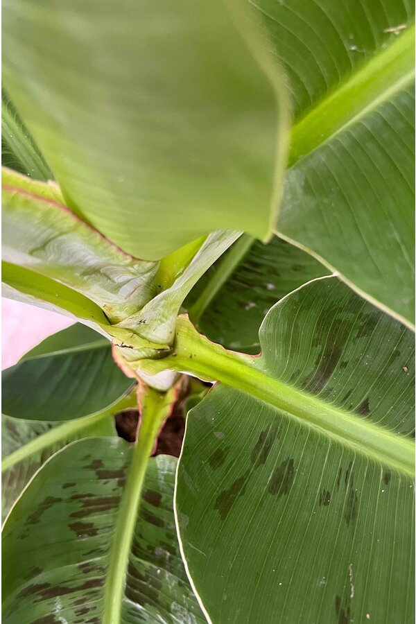 Bananier Musa Tropicana XL en pot Jip