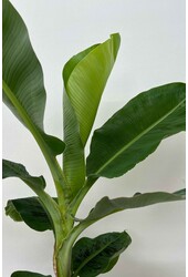 Bananenplant Musa Tropicana XL in Jip pot
