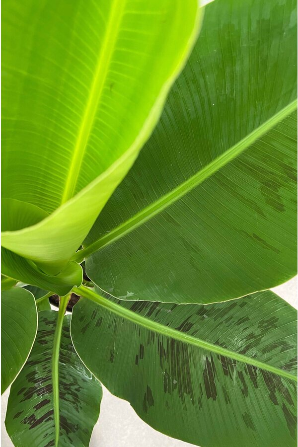 Bananenplant Musa Tropicana XL in Jip pot