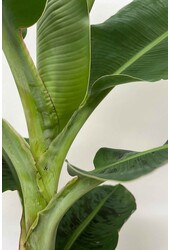 Bananenplant Musa Tropicana XL in Jip pot