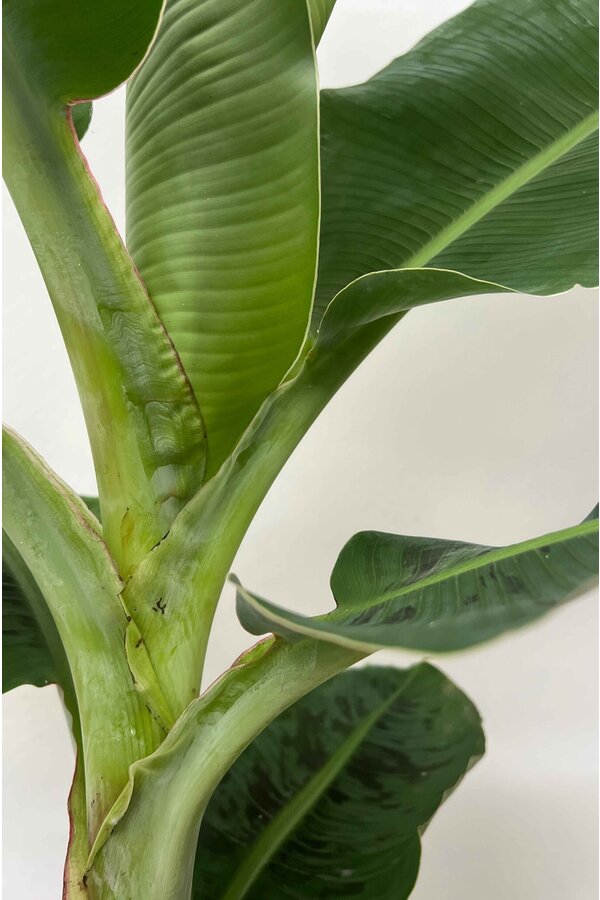 Bananenplant Musa Tropicana XL in Jip pot