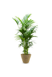 Palmier Kentia XXL en pot Jip
