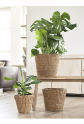 Pot en herbe marine S