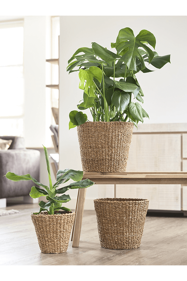 Pot en herbe marine L