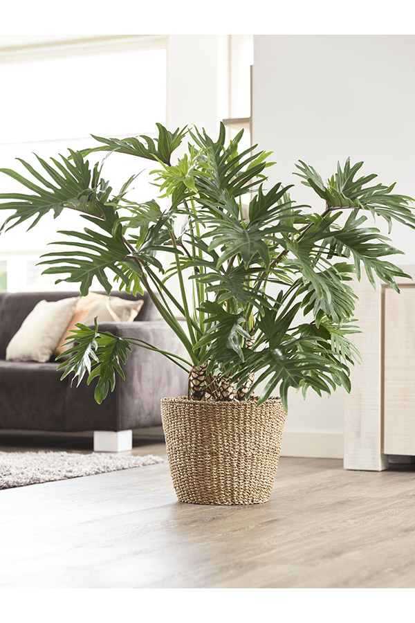 Pot en herbe marine L