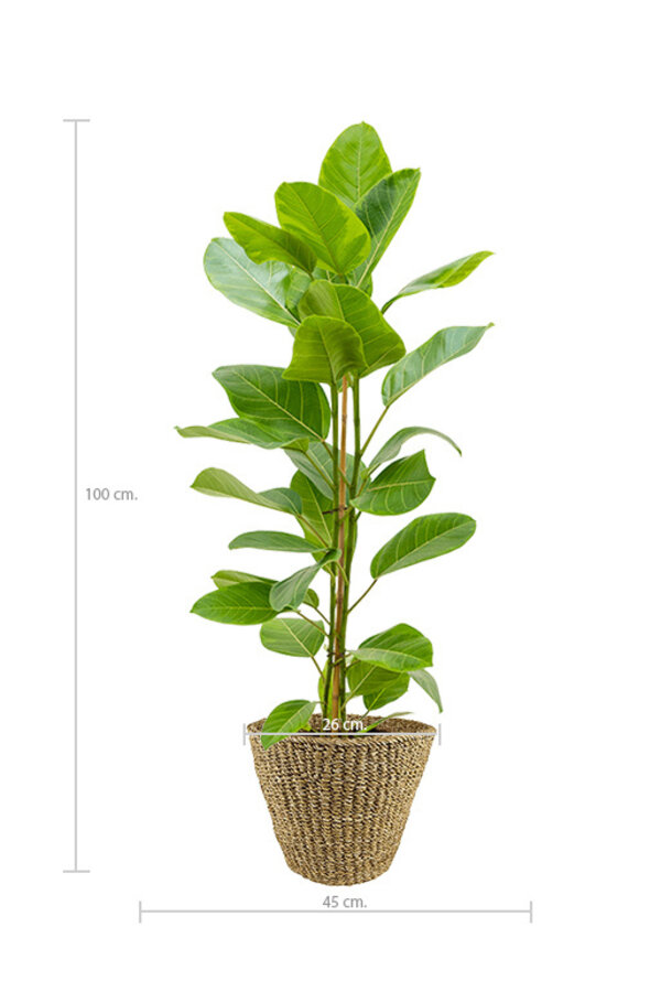Ficus altissima Yellow Gem in Jip pot