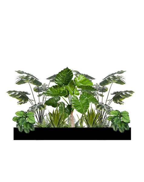 Pack de plantes