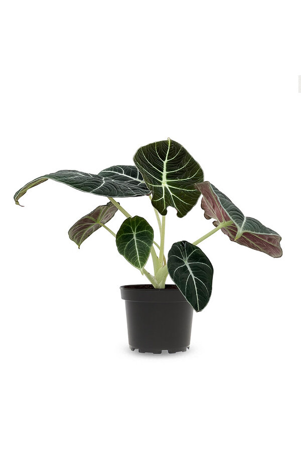 Alocasia black velvet
