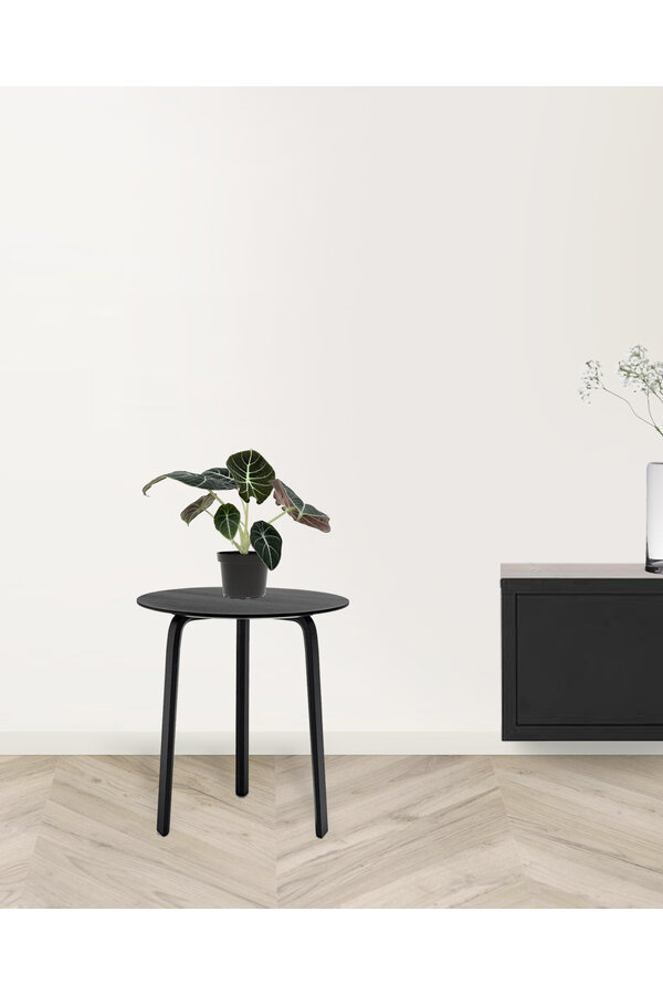 Alocasia black velvet