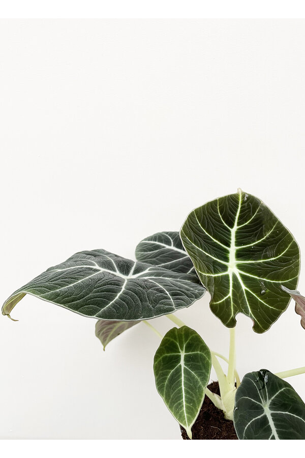 Alocasia black velvet