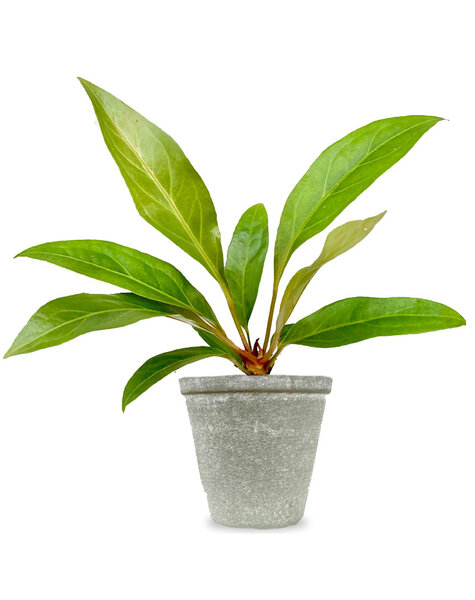 Babyplant Anthurium jungle king