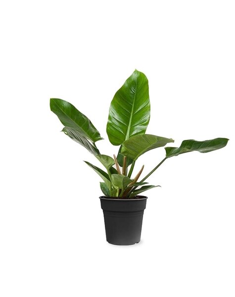 Philodendron