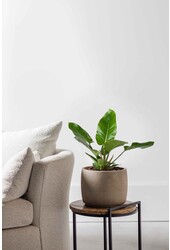Philodendron Imperial Green