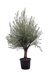 Olivier Olea Tronc Épais Taille King Size