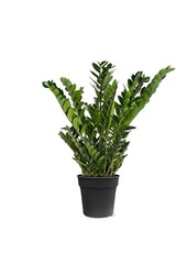 Zamioculcas Zamiifolia