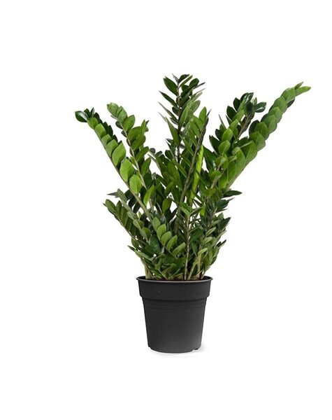 Zamioculcas