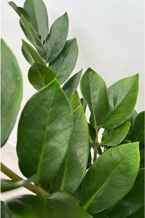 Zamioculcas Zamiifolia