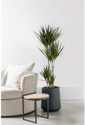Dracaena Marginata