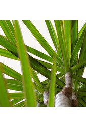 Dracaena Marginata