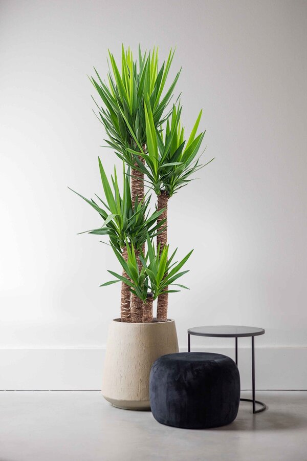 Palmlelie Yucca toef XXL