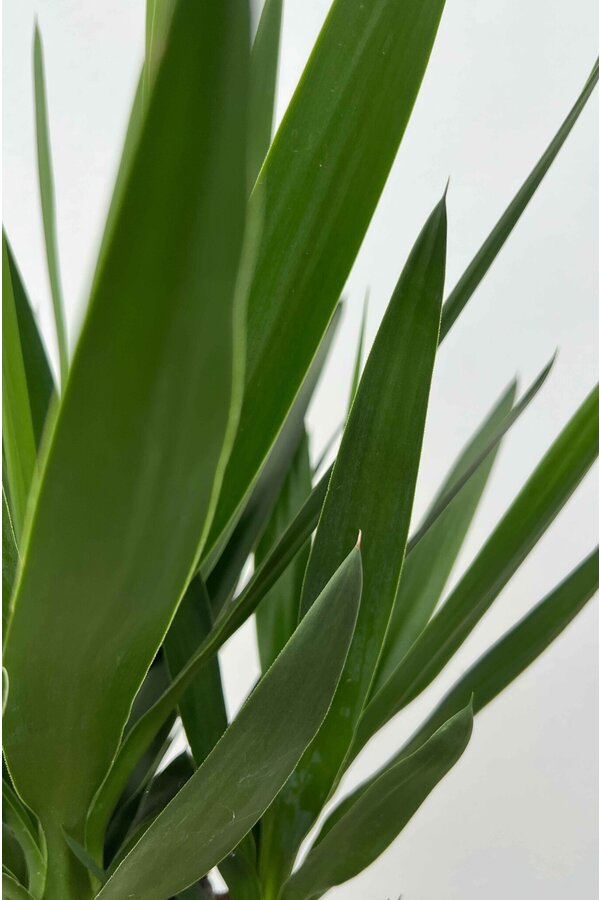 Yucca Palmier-lis touffe XXL