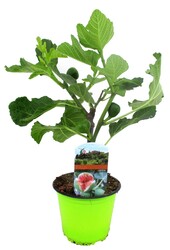 Ficus Carica Vijgenboom  XS