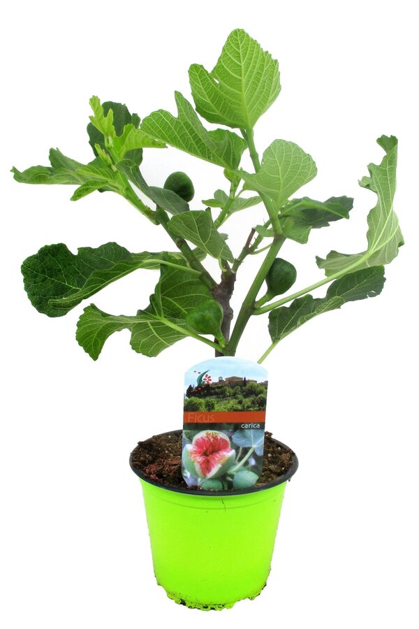 Ficus Carica Vijgenboom  XS