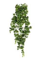 Lierre Buisson Suspendu