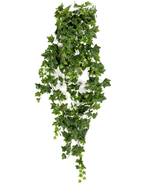 Lierre Buisson Suspendu