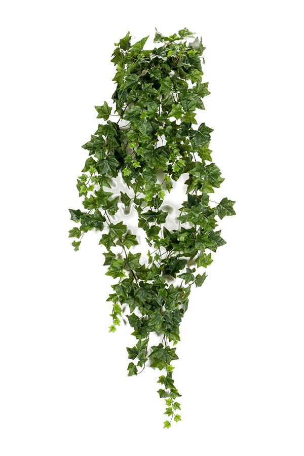 Lierre Buisson Suspendu
