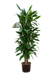Dracaena Fragans Janet Lind