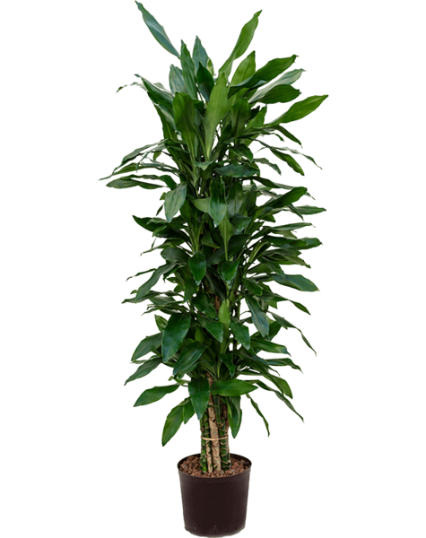 Dracaena Fragans Janet Lind