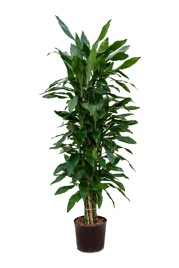 Dracaena Fragans Janet Lind