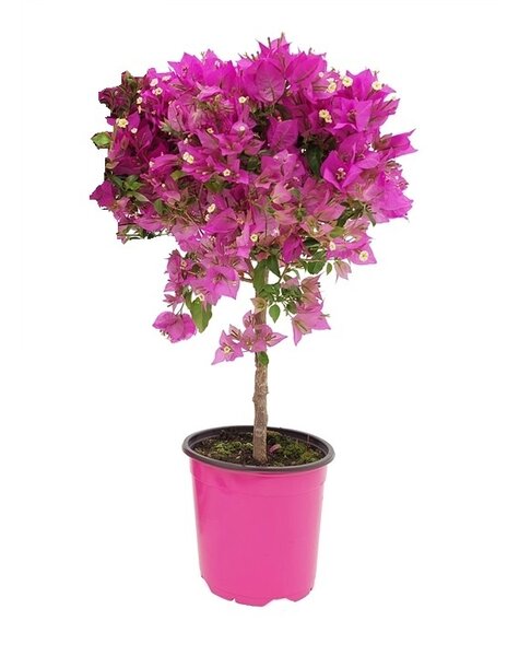 Bougainvillea