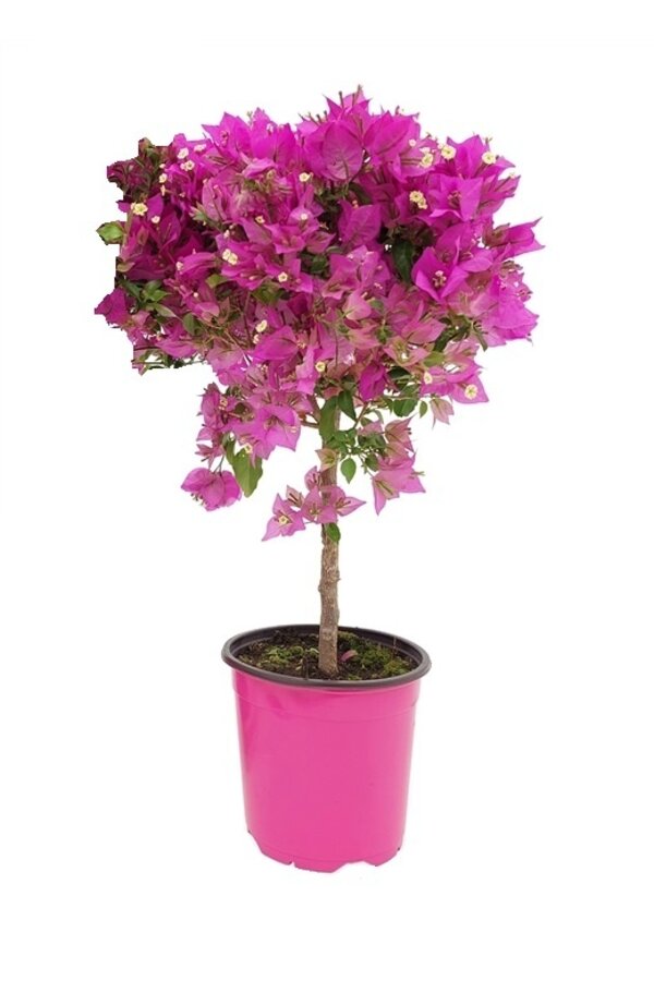 Bougainvillea op stam