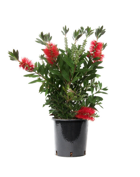 Callistemon