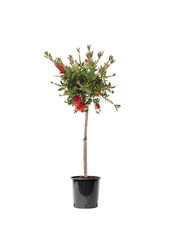 Callistemon Rince-bouteille sur tige L