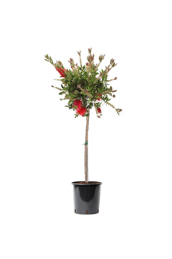 Callistemon Lampenpoetser op stam L
