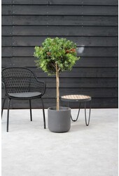 Callistemon Rince-bouteille sur tige L