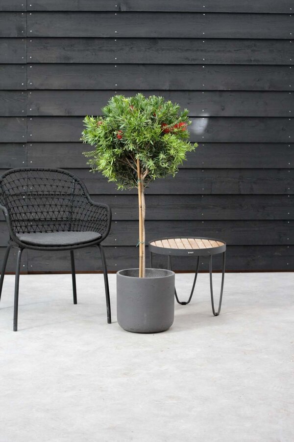 Callistemon Rince-bouteille sur tige L