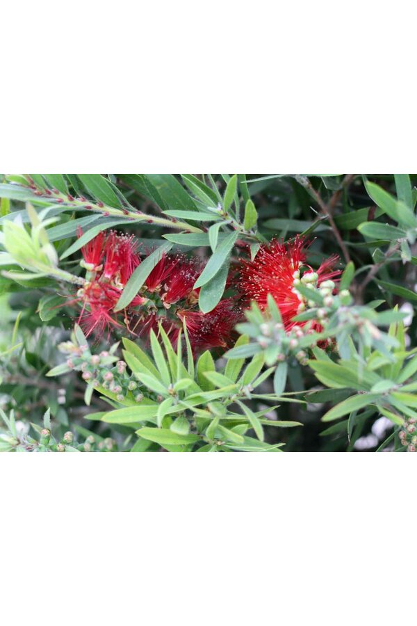 Callistemon Lampenpoetser op stam L