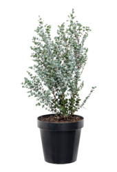 Eucalyptus gunnii Azura struik M