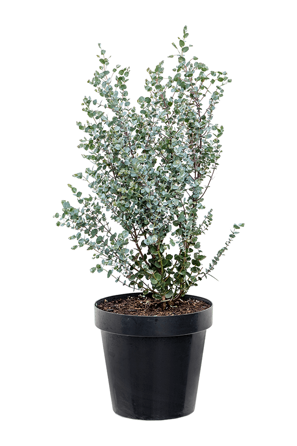 Eucalyptus gunnii Azura struik M