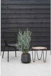 Eucalyptus gunnii Azura arbuste M