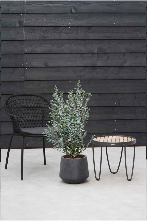 Eucalyptus gunnii Azura arbuste M