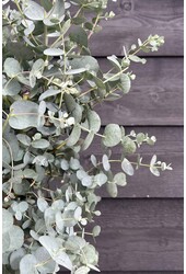 Eucalyptus gunnii Azura struik M