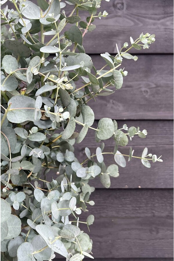 Eucalyptus gunnii Azura struik M
